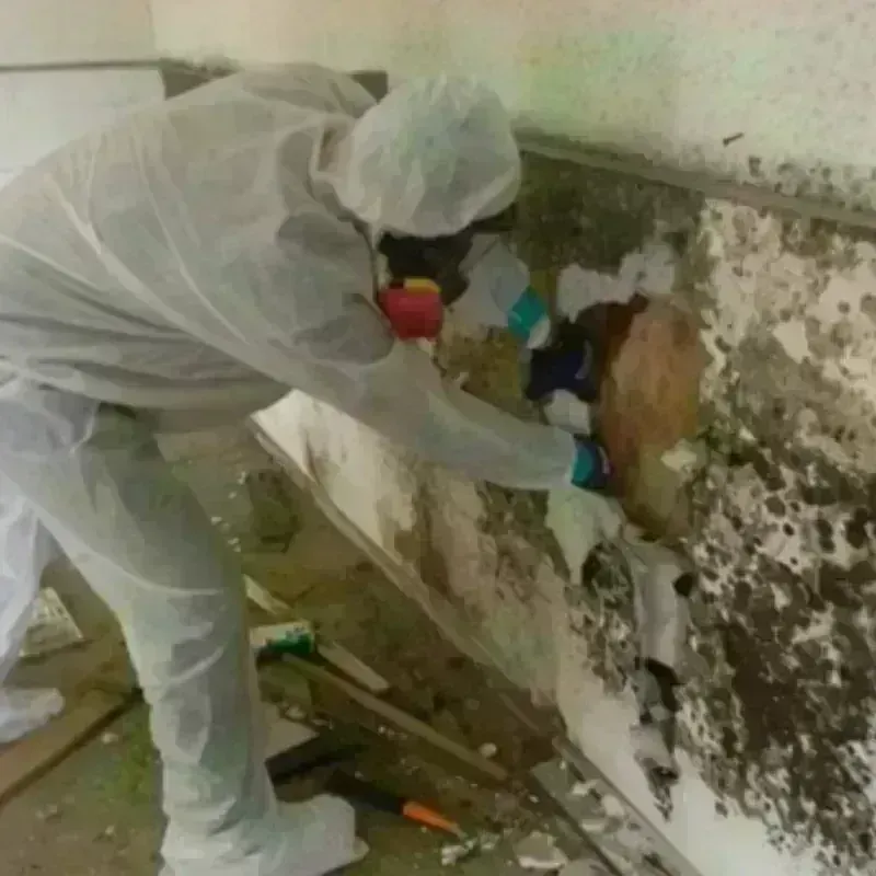 Mold Remediation and Removal in Perth Amboy, NJ